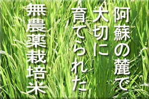 無農薬栽培米です。